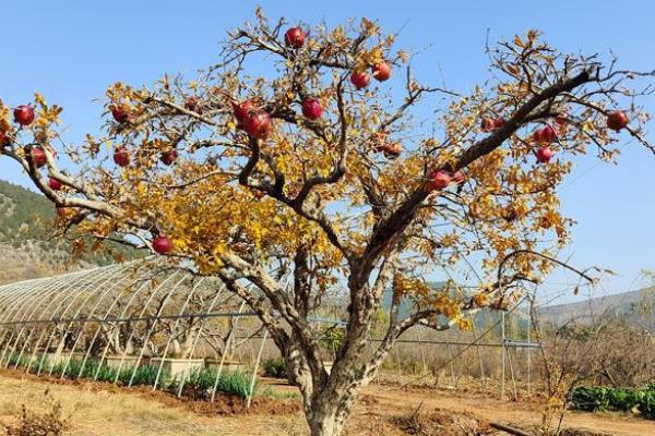 石榴冬天是否必须落叶，石榴树冬天必须落叶休眠