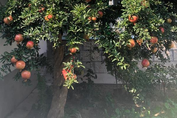 石榴冬天是否必须落叶，石榴树冬天必须落叶休眠