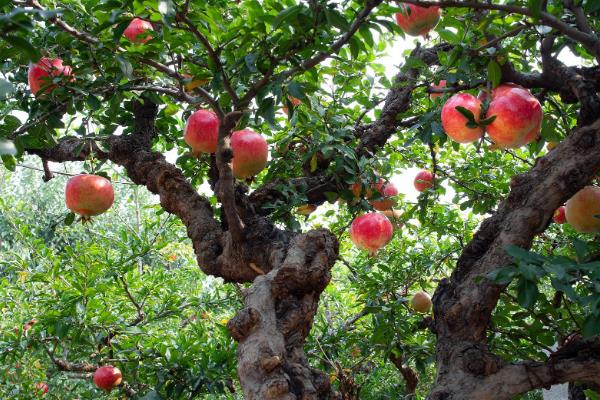 石榴冬天是否必须落叶，石榴树冬天必须落叶休眠