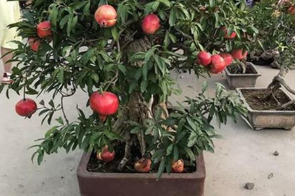 石榴冬天是否必须落叶，石榴树冬天必须落叶休眠