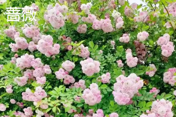 蔷薇与红花木香有什么区别，枝叶、花序、习性等方面均不同