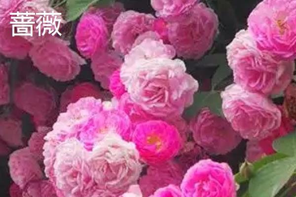 蔷薇与红花木香有什么区别，枝叶、花序、习性等方面均不同