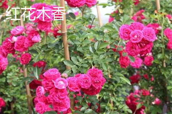 蔷薇与红花木香有什么区别，枝叶、花序、习性等方面均不同
