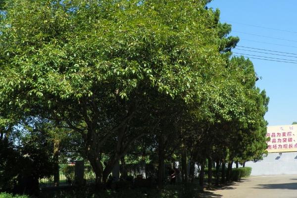 剥掉皮的桂树能否存活，植株会逐渐死亡