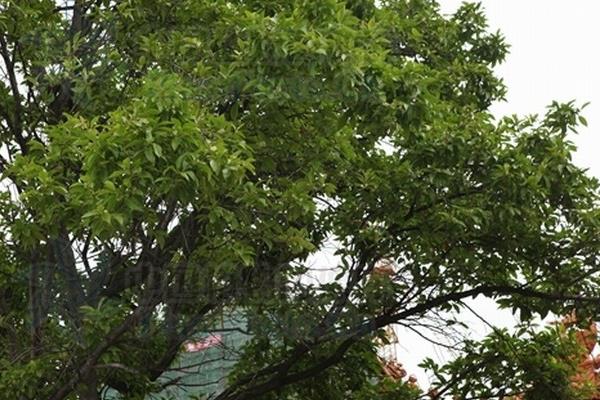 剥掉皮的桂树能否存活，植株会逐渐死亡