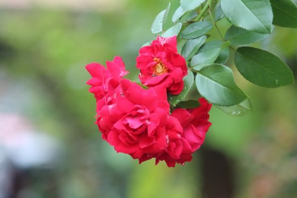 蔷薇与红花木香有什么区别，枝叶、花序、习性等方面均不同