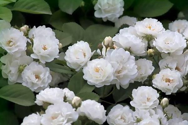 蔷薇与红花木香有什么区别，枝叶、花序、习性等方面均不同