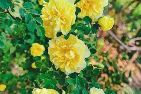 蔷薇与红花木香有什么区别，枝叶、花序、习性等方面均不同