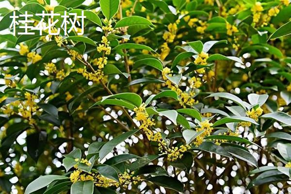 剥掉皮的桂树能否存活，植株会逐渐死亡