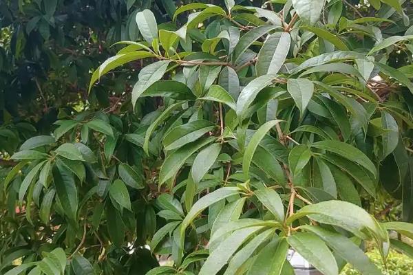 剥掉皮的桂树能否存活，植株会逐渐死亡