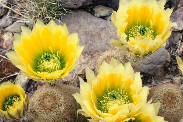 太阳花的种类，分为妃红太阳花、稼红太阳花等