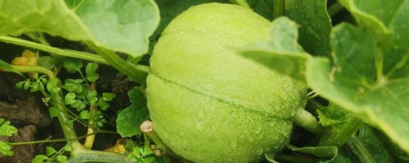 甜宝甜瓜怎么种植，每个土穴可播种3粒