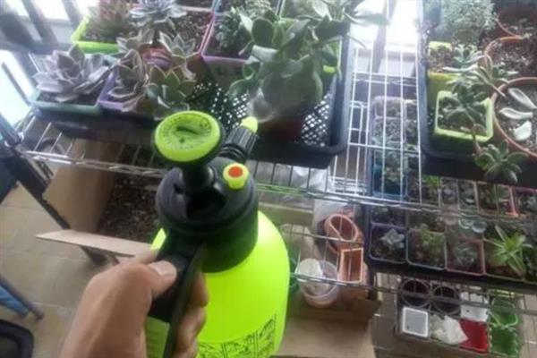 多肉出现白色虫子如何处理，可喷施酒精或杀虫剂