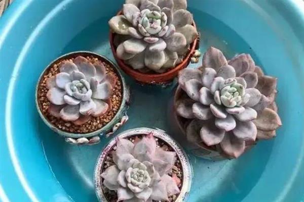 多肉出现白色虫子如何处理，可喷施酒精或杀虫剂