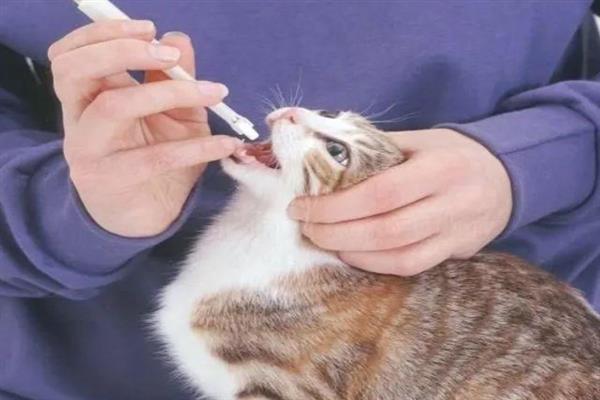 猫咪不出门但出现跳蚤的原因，可能是主人或新猫把跳蚤带回家