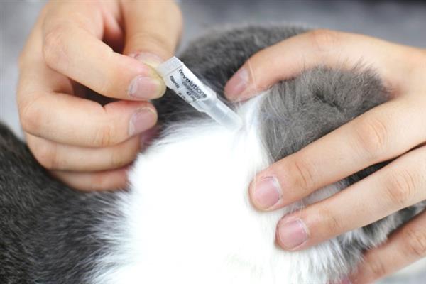 猫咪不出门但出现跳蚤的原因，可能是主人或新猫把跳蚤带回家