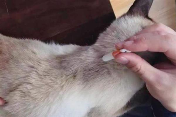 猫咪不出门但出现跳蚤的原因，可能是主人或新猫把跳蚤带回家
