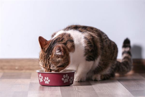 猫咪不出门但出现跳蚤的原因，可能是主人或新猫把跳蚤带回家