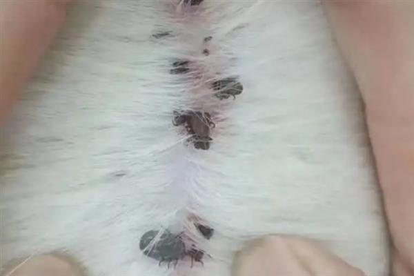 猫咪不出门但出现跳蚤的原因，可能是主人或新猫把跳蚤带回家