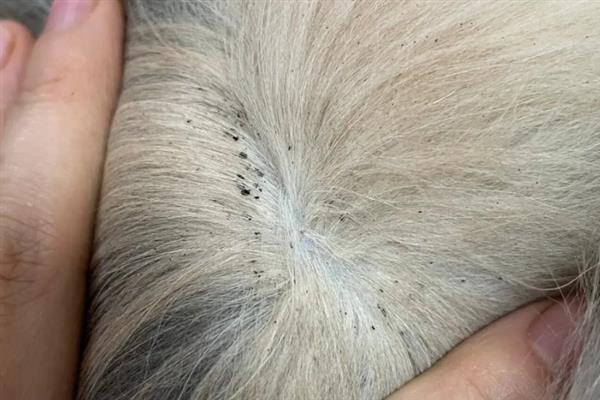 猫咪不出门但出现跳蚤的原因，可能是主人或新猫把跳蚤带回家
