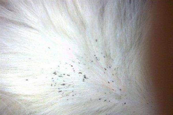 猫咪不出门但出现跳蚤的原因，可能是主人或新猫把跳蚤带回家