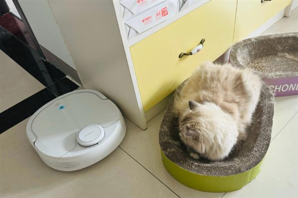 猫咪不出门但出现跳蚤的原因，可能是主人或新猫把跳蚤带回家