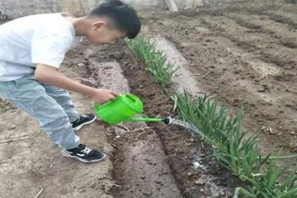 小葱的浇水间隔，一般每隔3-4天浇一次