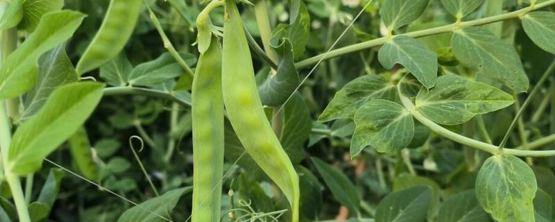荷兰豆的种植技巧,以直播为主