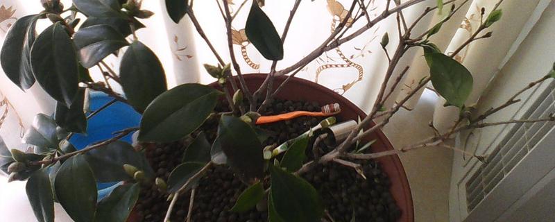 茶花枝条干枯怎么处理，需保证充足的光照和温暖的环境