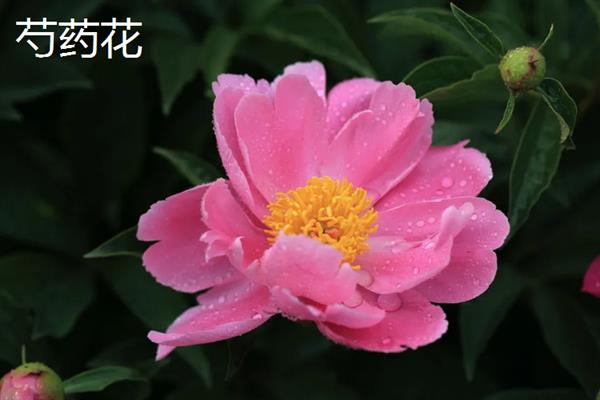 五月哪些花朵开放，有芍药花、槐花和玫瑰花等
