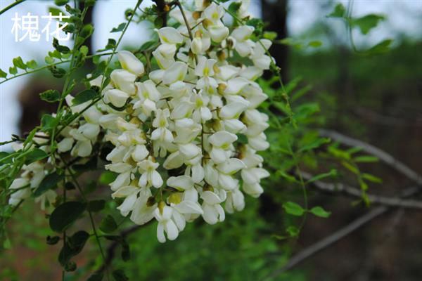 五月哪些花朵开放，有芍药花、槐花和玫瑰花等