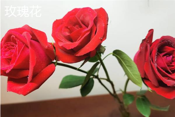 五月哪些花朵开放，有芍药花、槐花和玫瑰花等