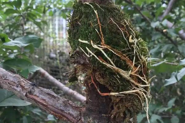 10月份能不能进行高压繁殖,可将1-2年生的健壮枝条作为繁殖对象