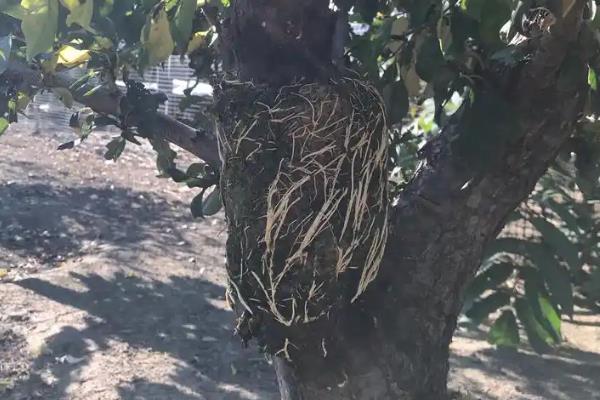 10月份能不能进行高压繁殖,可将1-2年生的健壮枝条作为繁殖对象