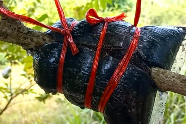 10月份能不能进行高压繁殖,可将1-2年生的健壮枝条作为繁殖对象