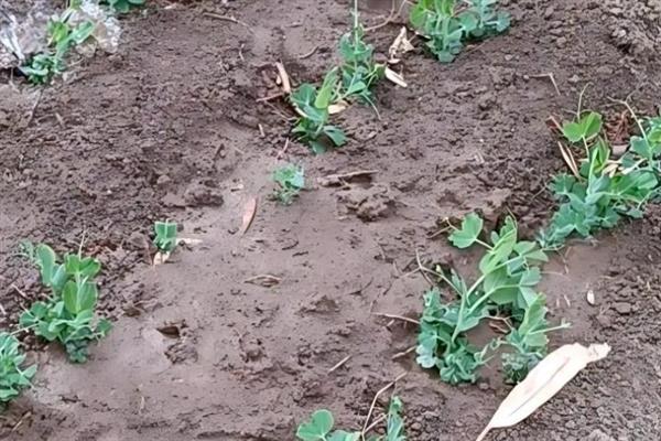 荷兰豆的种植技巧,以直播为主