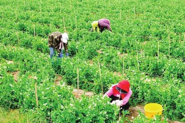 荷兰豆的种植技巧,以直播为主