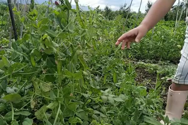 荷兰豆的种植技巧,以直播为主