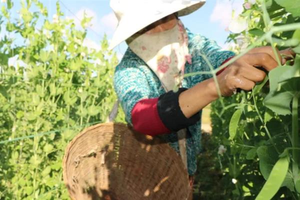荷兰豆的种植技巧,以直播为主