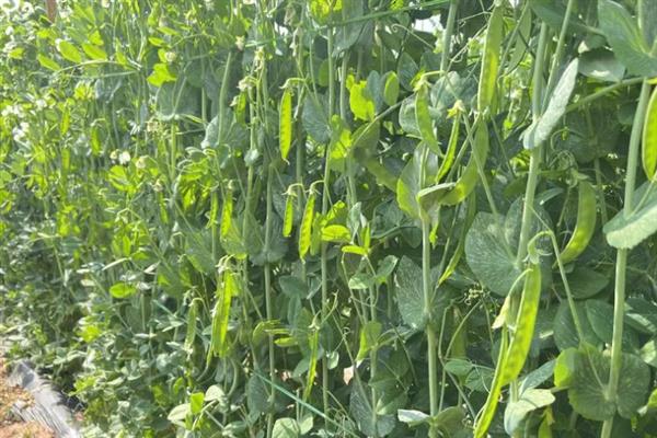 荷兰豆的种植技巧,以直播为主