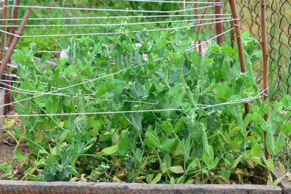 荷兰豆的种植技巧,以直播为主