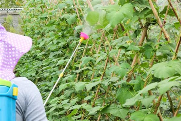 荷兰豆的种植技巧,以直播为主