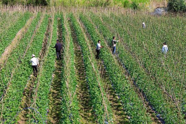 荷兰豆的种植技巧,以直播为主