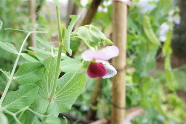 荷兰豆的种植技巧,以直播为主