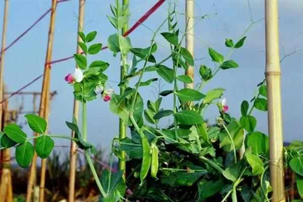 荷兰豆的种植技巧,以直播为主