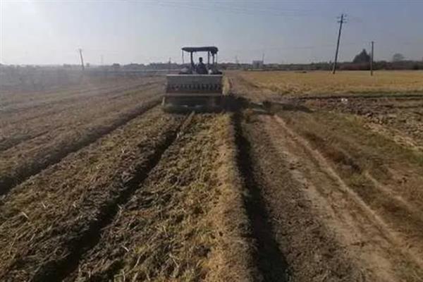 荷兰豆的种植技巧,以直播为主