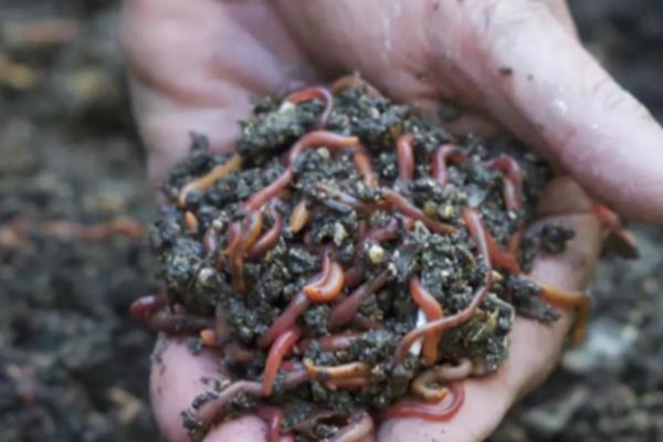 蚯蚓的养殖方法，每平方米放养1-1.5万条