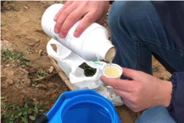 异菌脲与什么药配好,可以与多菌灵或甲基硫菌灵混用