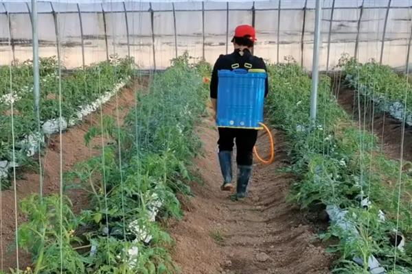 异菌脲与什么药配好,可以与多菌灵或甲基硫菌灵混用