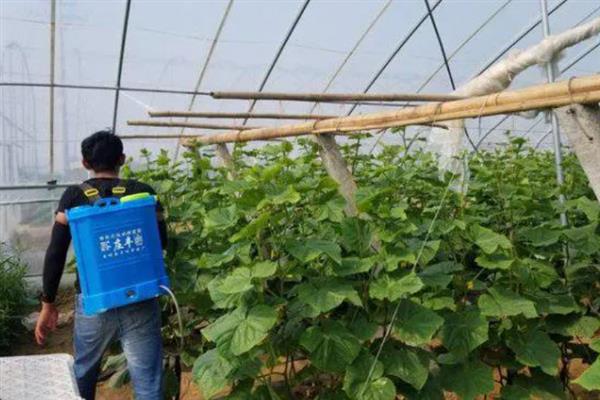 异菌脲与什么药配好,可以与多菌灵或甲基硫菌灵混用